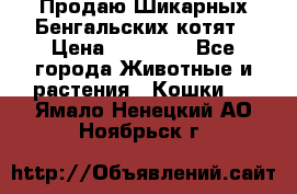 Продаю Шикарных Бенгальских котят › Цена ­ 17 000 - Все города Животные и растения » Кошки   . Ямало-Ненецкий АО,Ноябрьск г.